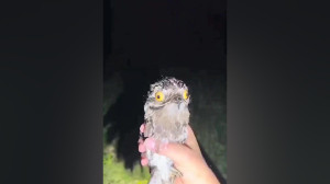 دوبله باحال