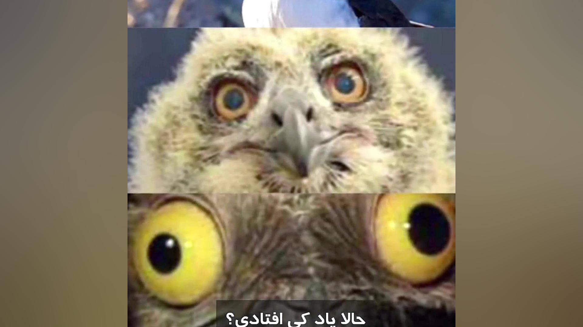 اسکل مسکل داش