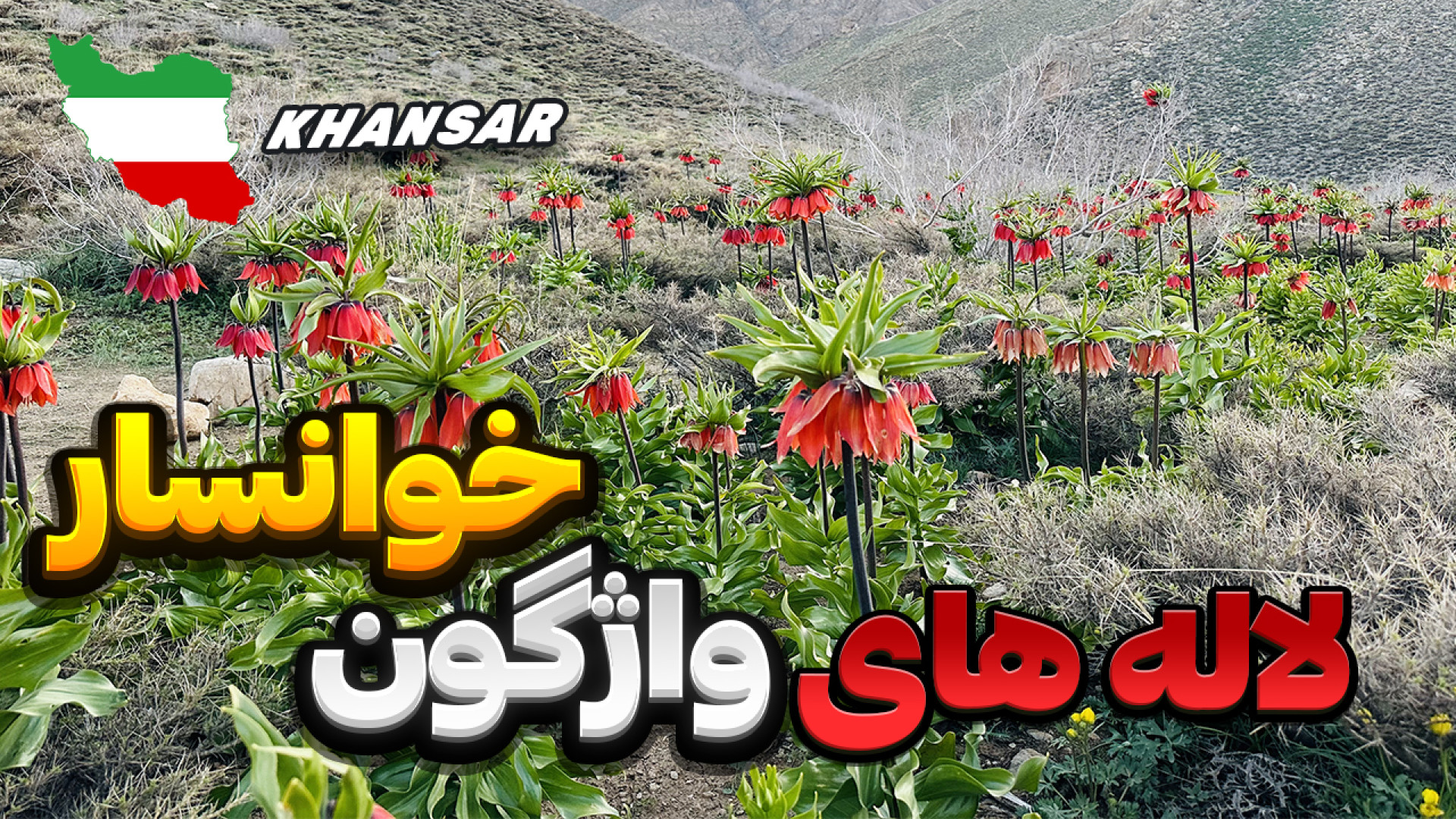 لاله های واژگون خوانسار