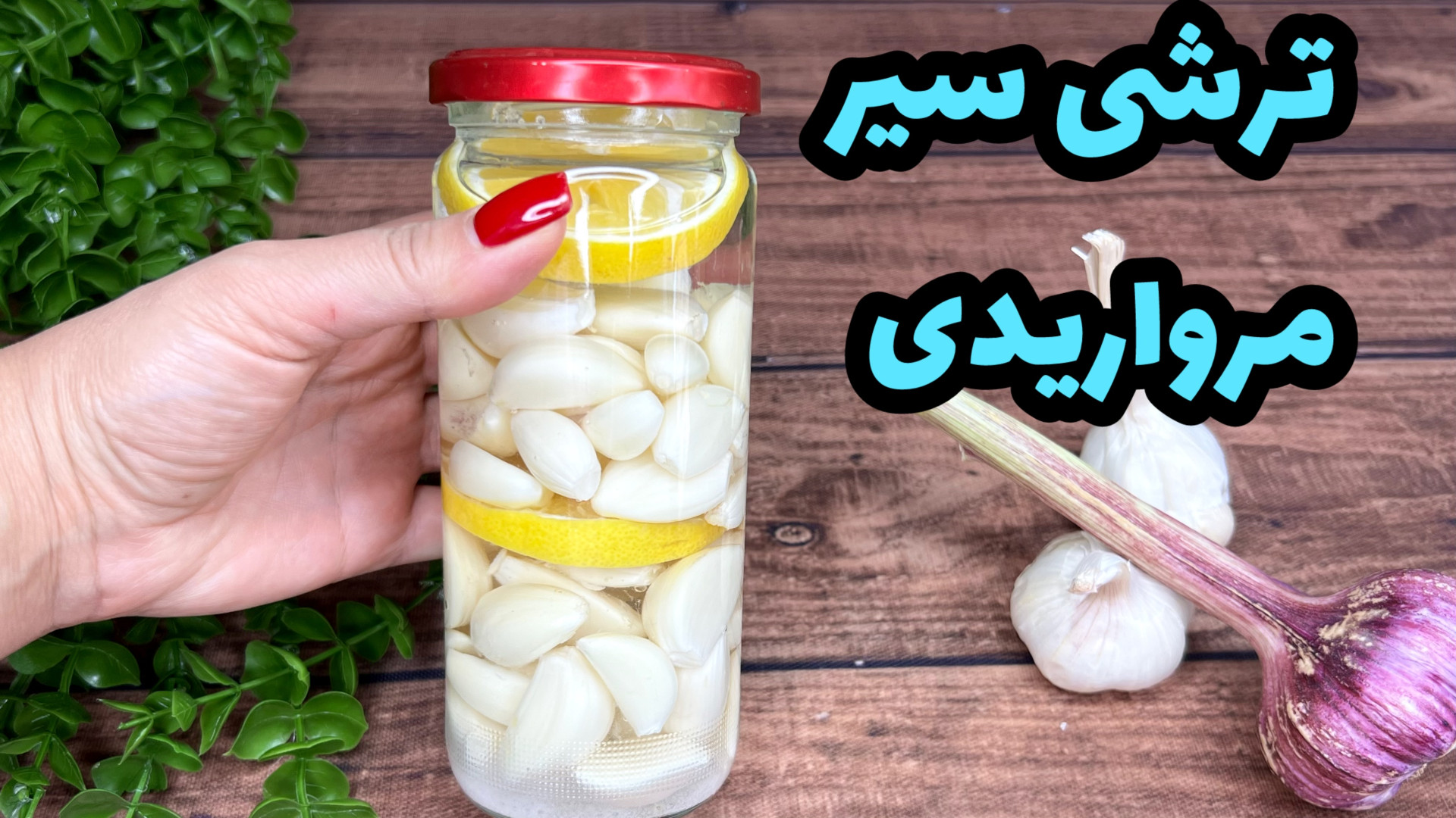 ترشي سير صدفي سير ترشي حبه اي...