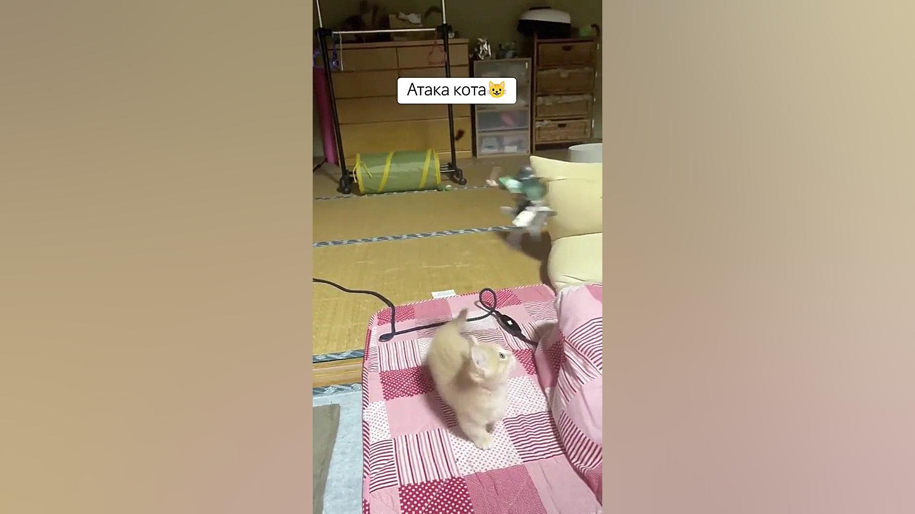 اتک  طنز  گربه لیوای فن ʕ&acut...