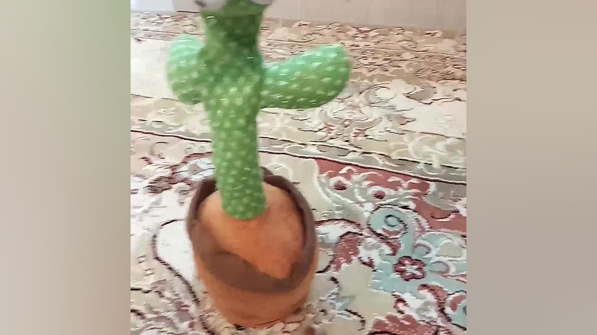 ماجراهای کاکی قسمت ۱