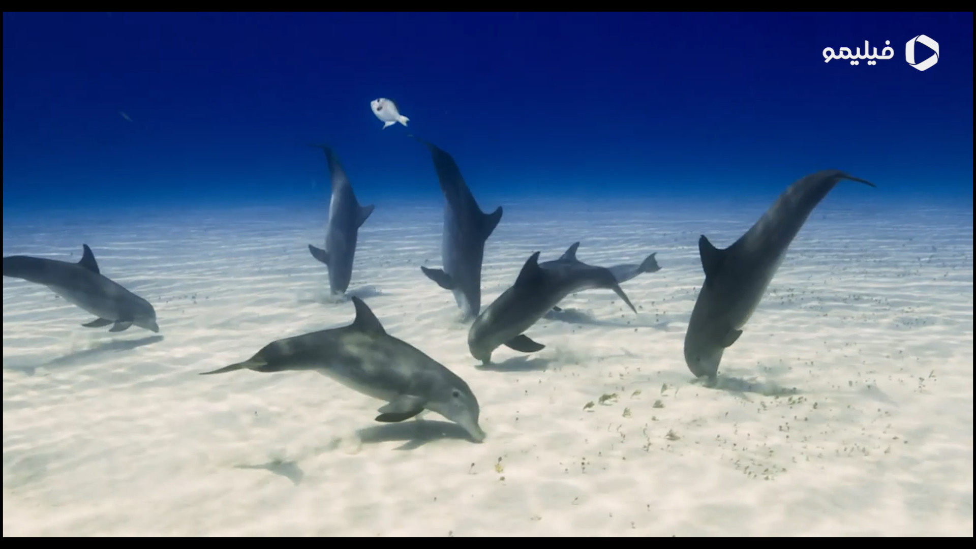 تریلر فیلم صخره دلفین Dolphin Reef زمان76ثانیه