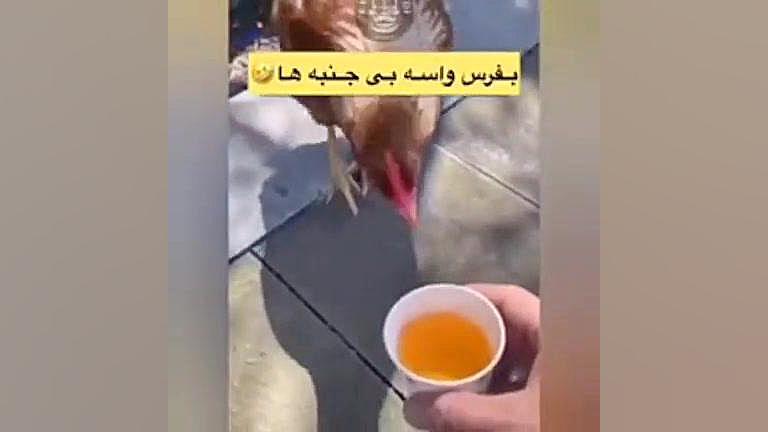 مرغ باجنبه