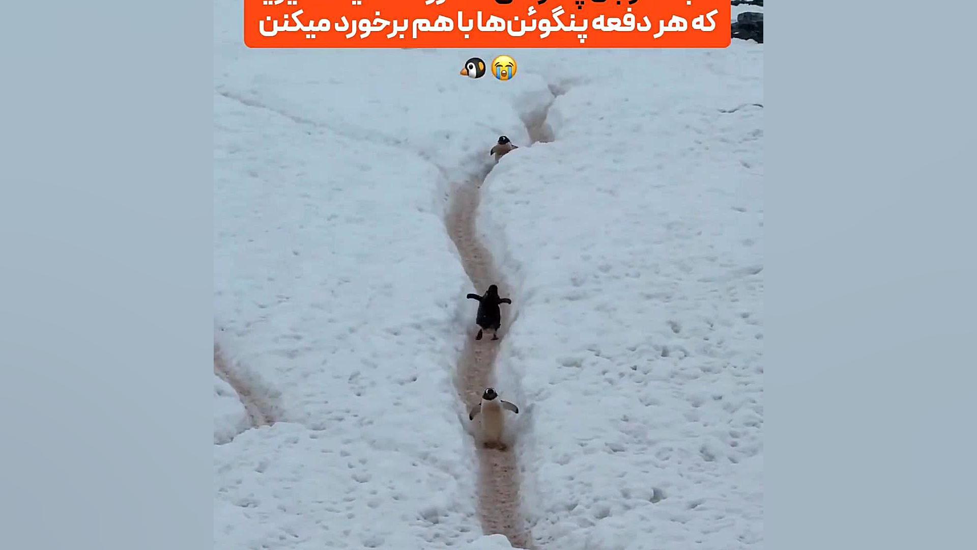 شما به اتوبان پنگوئنی نزدیک می...