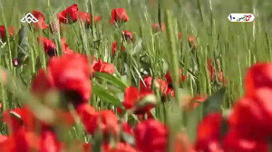 موزیک ویدئو فریدون آسرایی