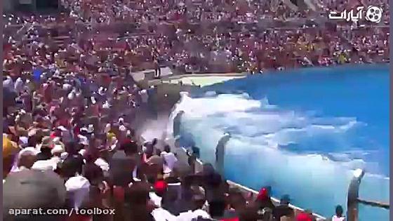 نهنگ های قاتل