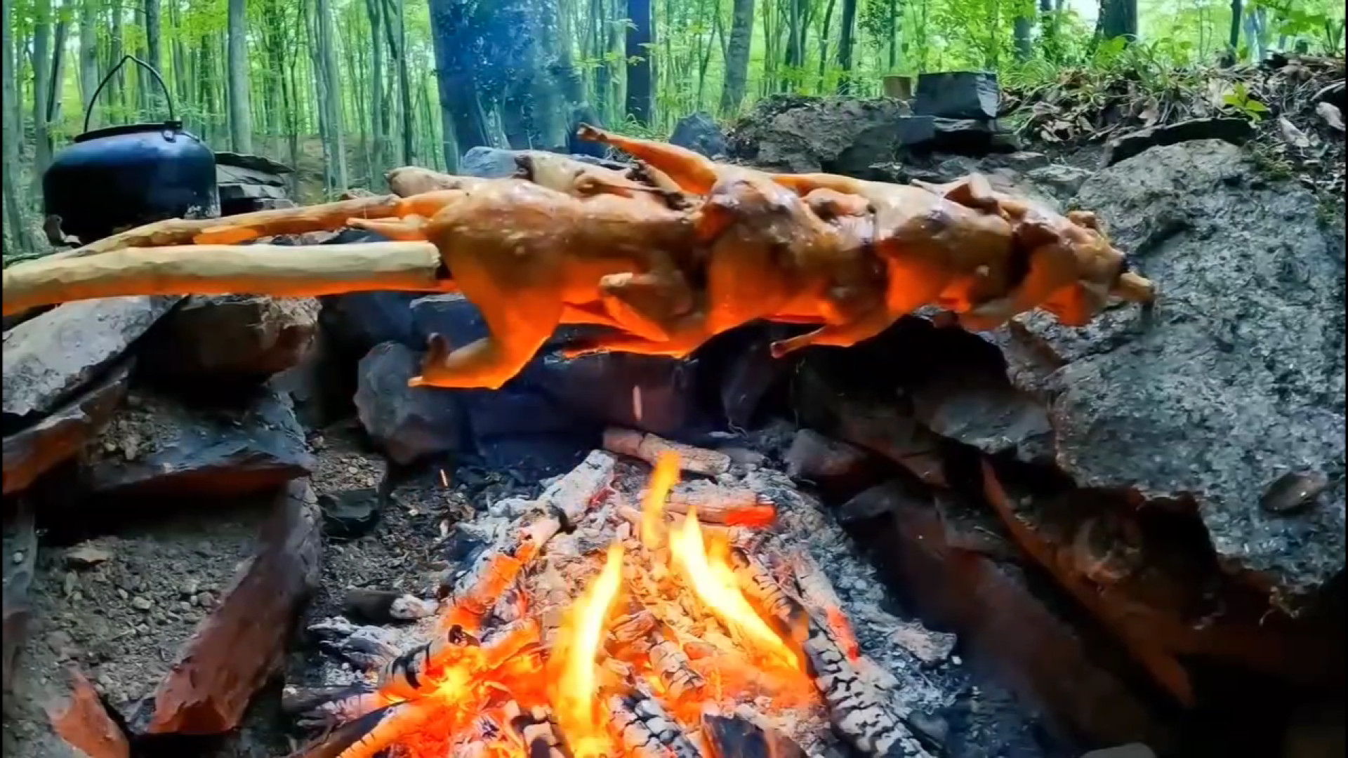 کمپینگ بوشکرفت و کباب کردن بلد...