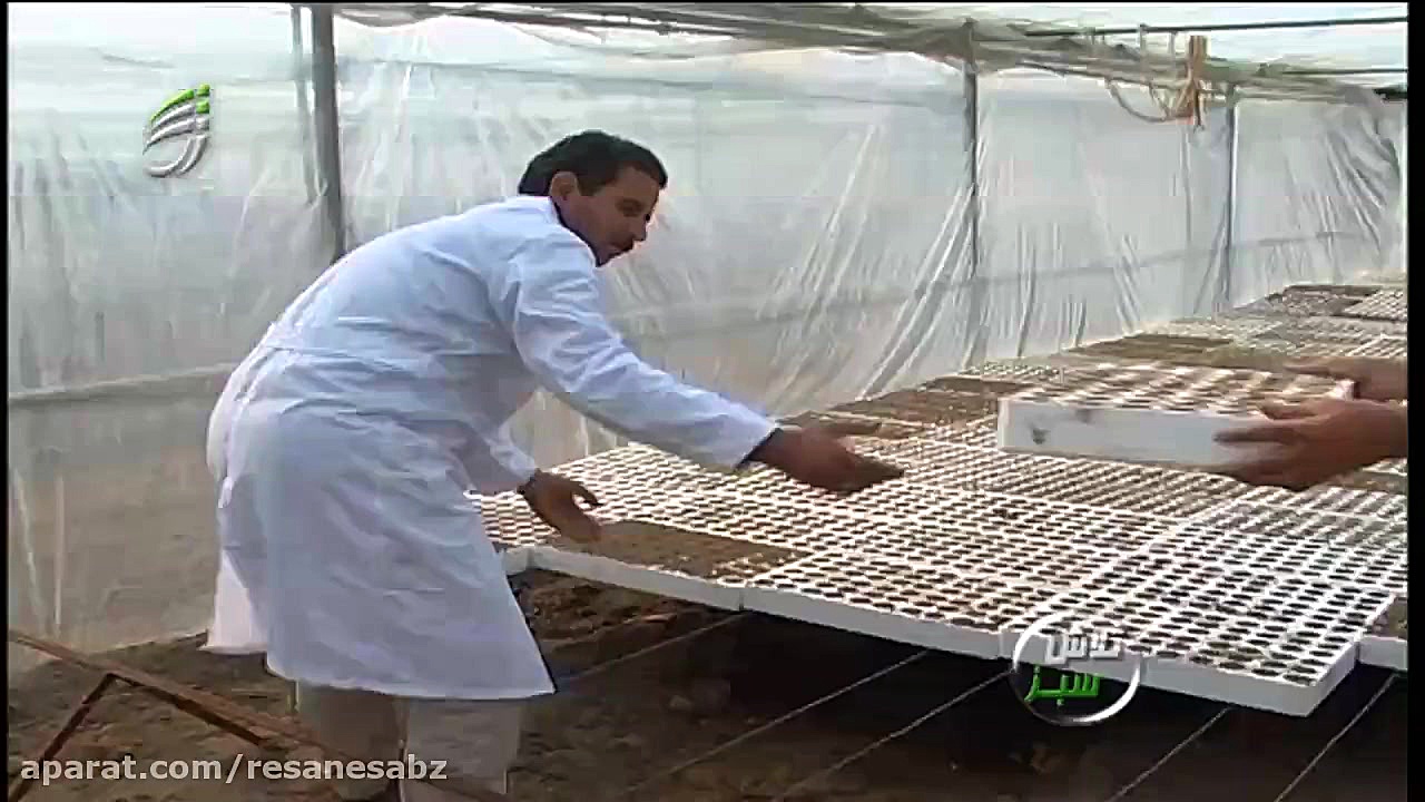 با کاشت نشایی سبزی آشنا شویم