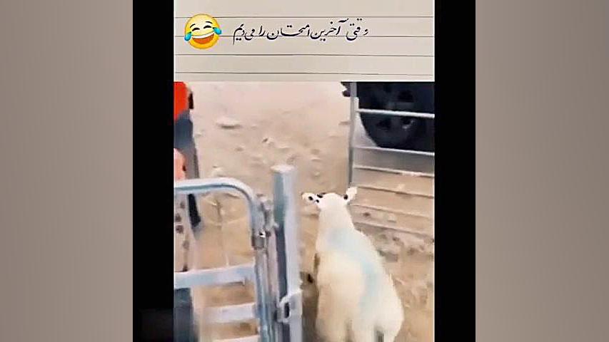 وقتی امتحان آخر رو میدی