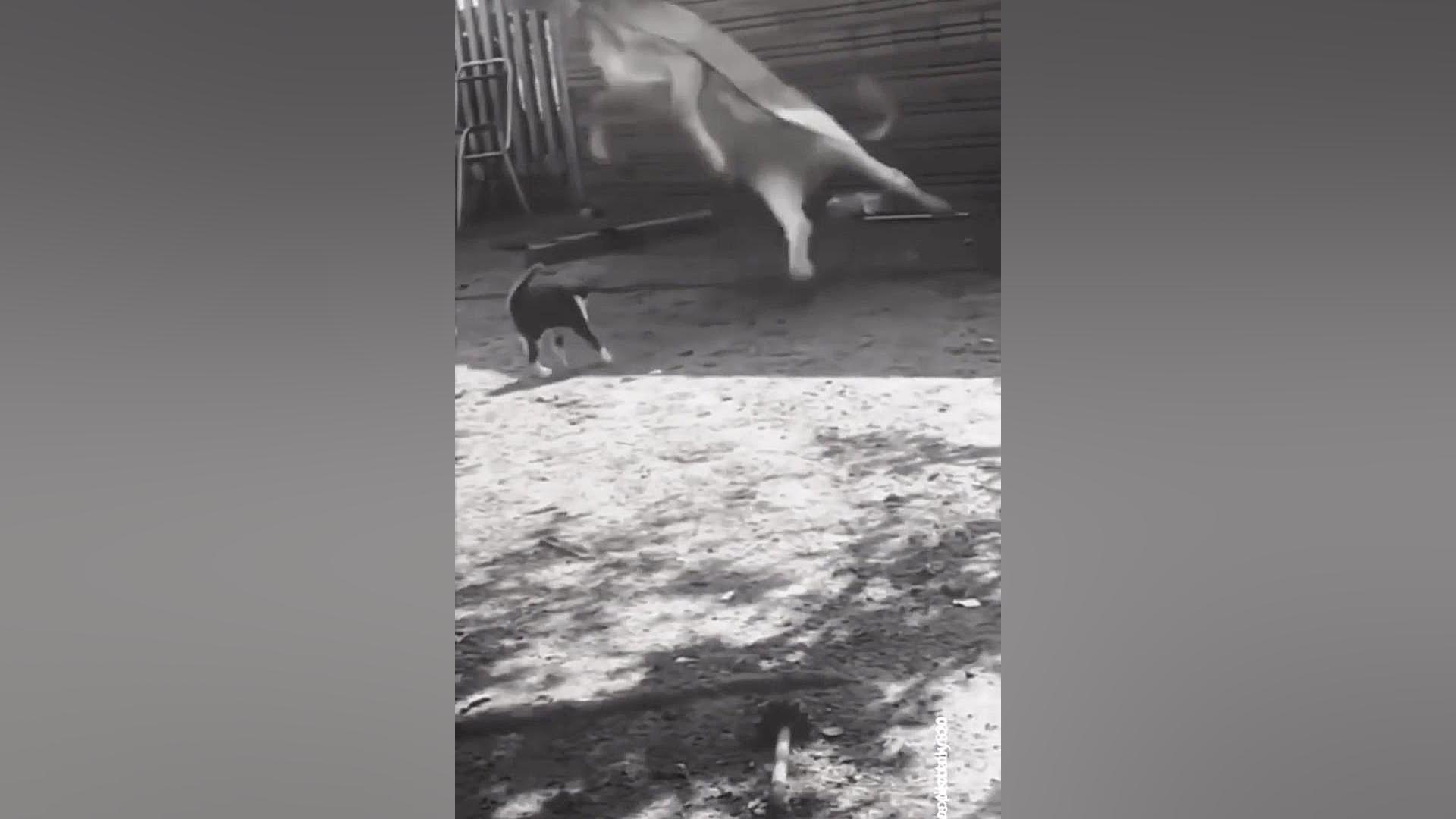 گربه هام گنگ شدن