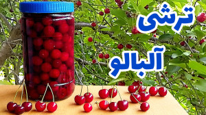 طرز تهیه ترشی آلبالو ملس و خوش...