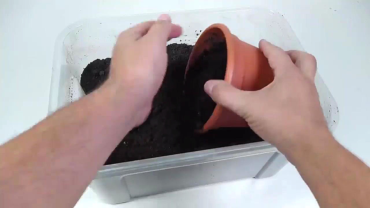 کاشت خشخاش زینتی در گلدان و زم...