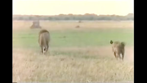 شیر و کفتار 37