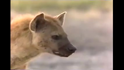 شیر و کفتار 37