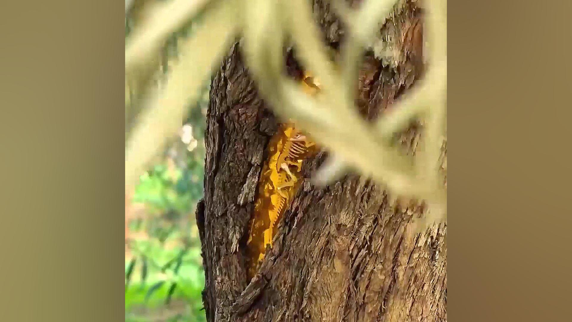 هنر خیابانی فراتر از دیوار: ای...