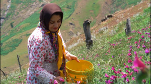 چینش نعمتهای طبیعی(گل گاوزبان)...