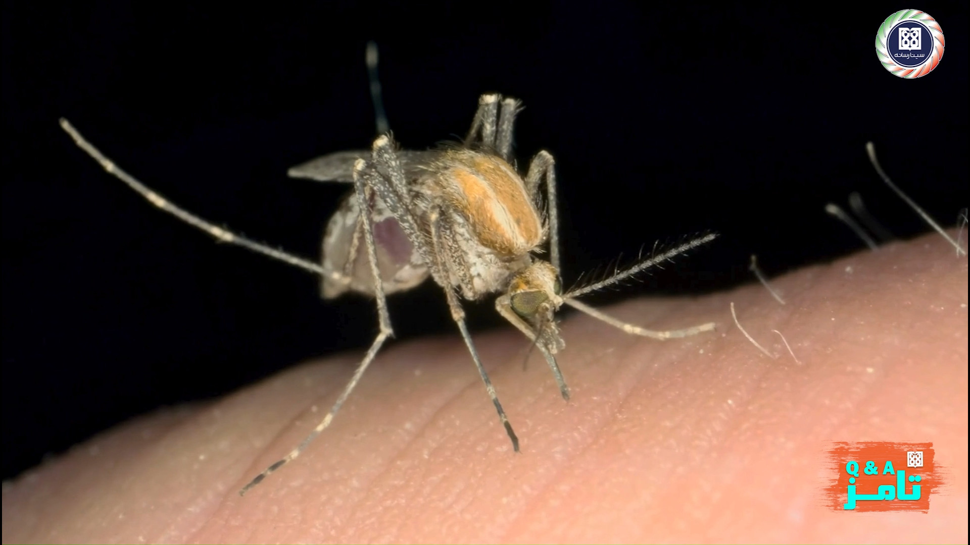 گزش پشه آئدس و نحوه سرایت و عل...