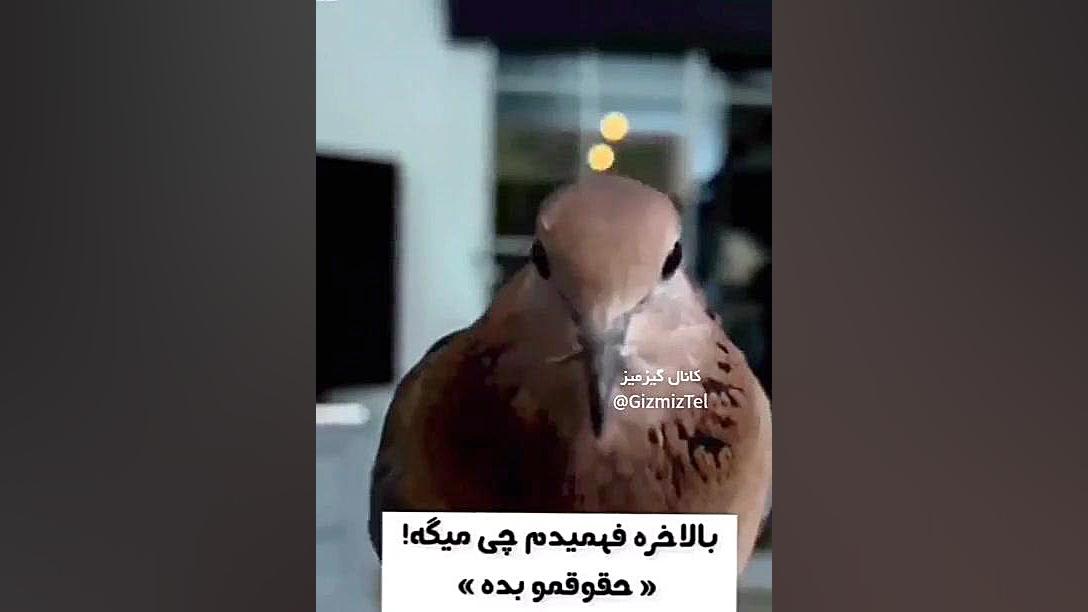 وقتی آخر ماهه پول لازم داری سم...