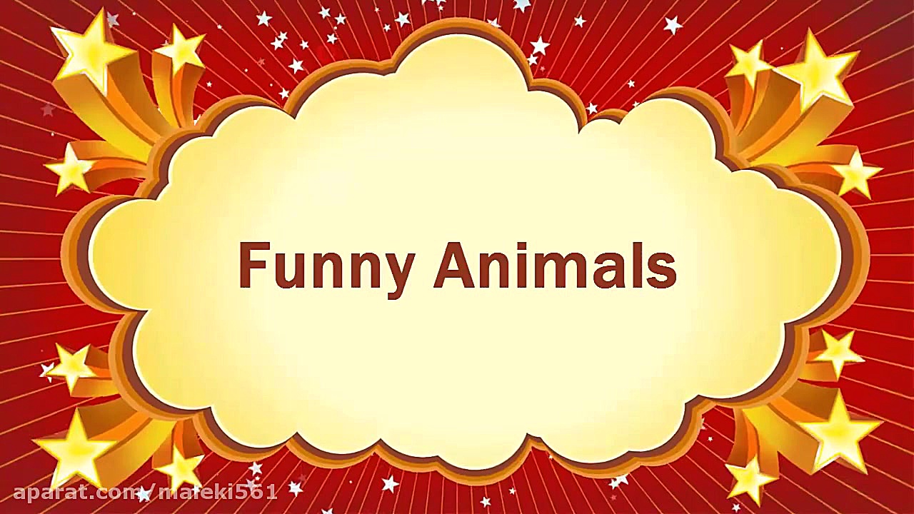 funny animals | شتر