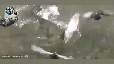 شکار کبوتر توسط گربه ماهی