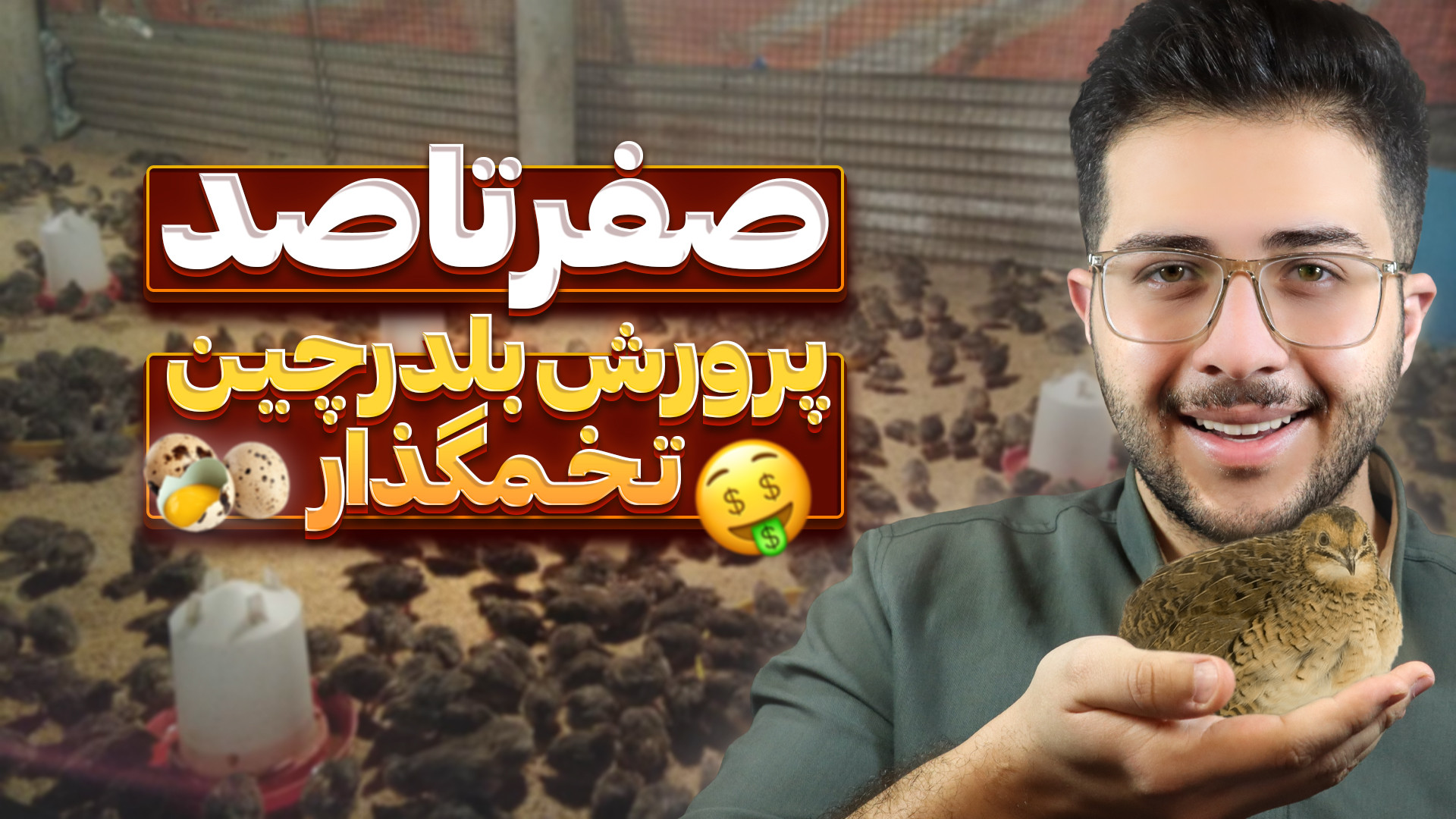 آموزش پرورش بلدرچین تخمگذار |...