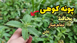 نحوه صحیح چیدن ، خشک کردن پونه...