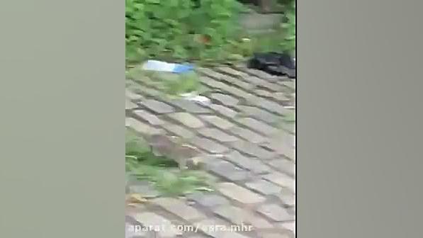 شکار کبوتر توسط موش