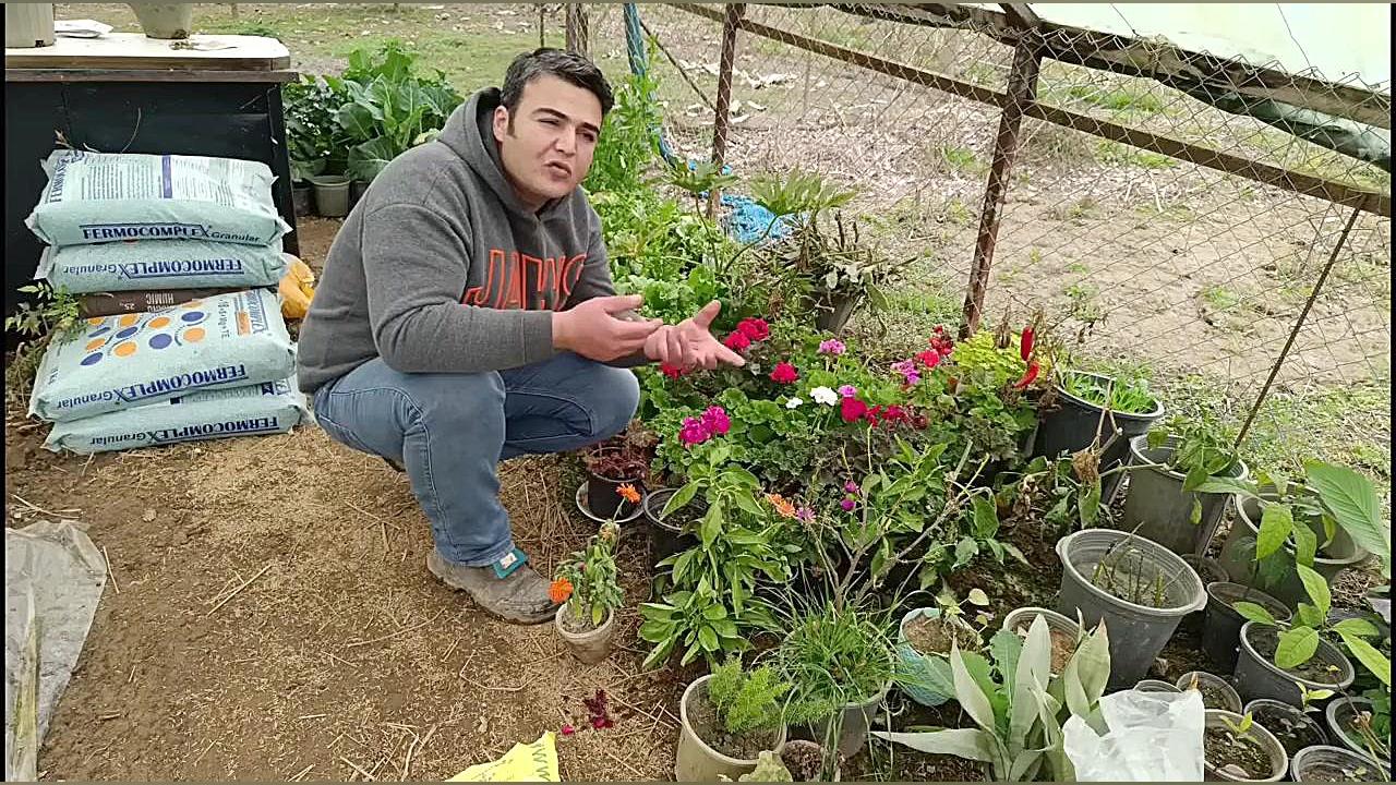 کاشت خشخاش زینتی در گلدان