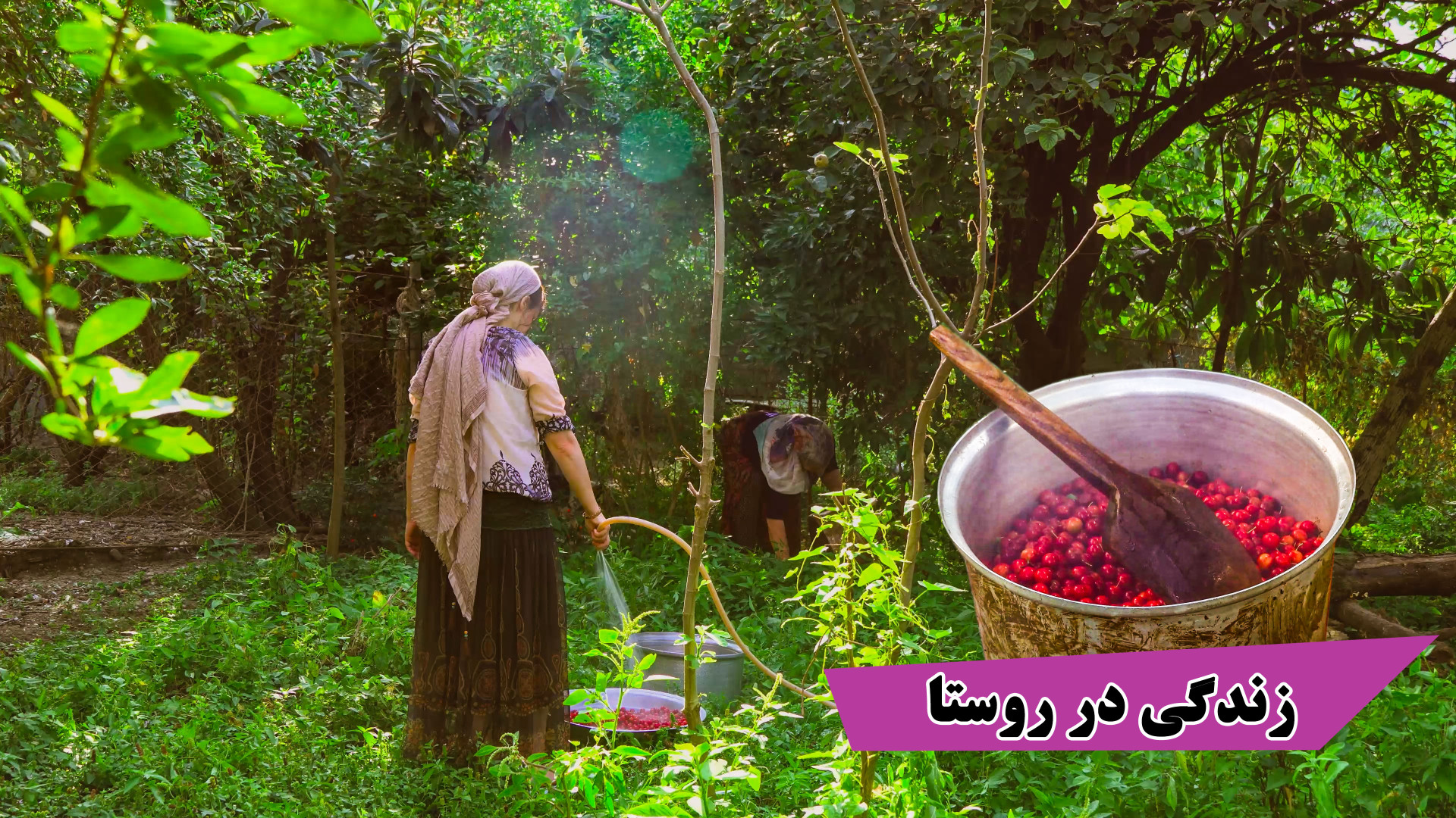 پخت رب آلوچه جنگلی و لواشک