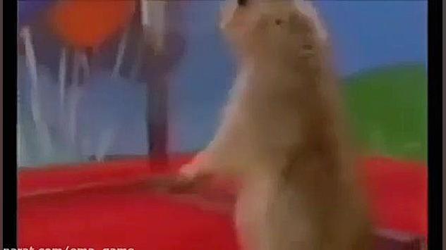 میم نگاه سنجاب