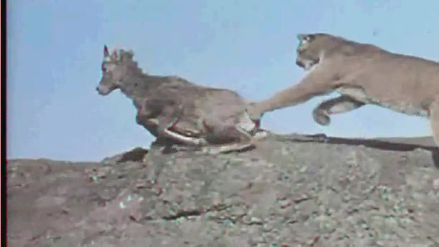 شکار بز کوهی توسط شیر کوهی