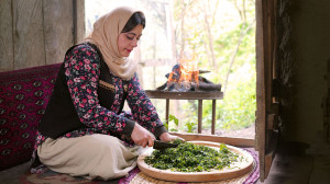 کوکو سبزی بادکوبه ای، کوکوی اص...