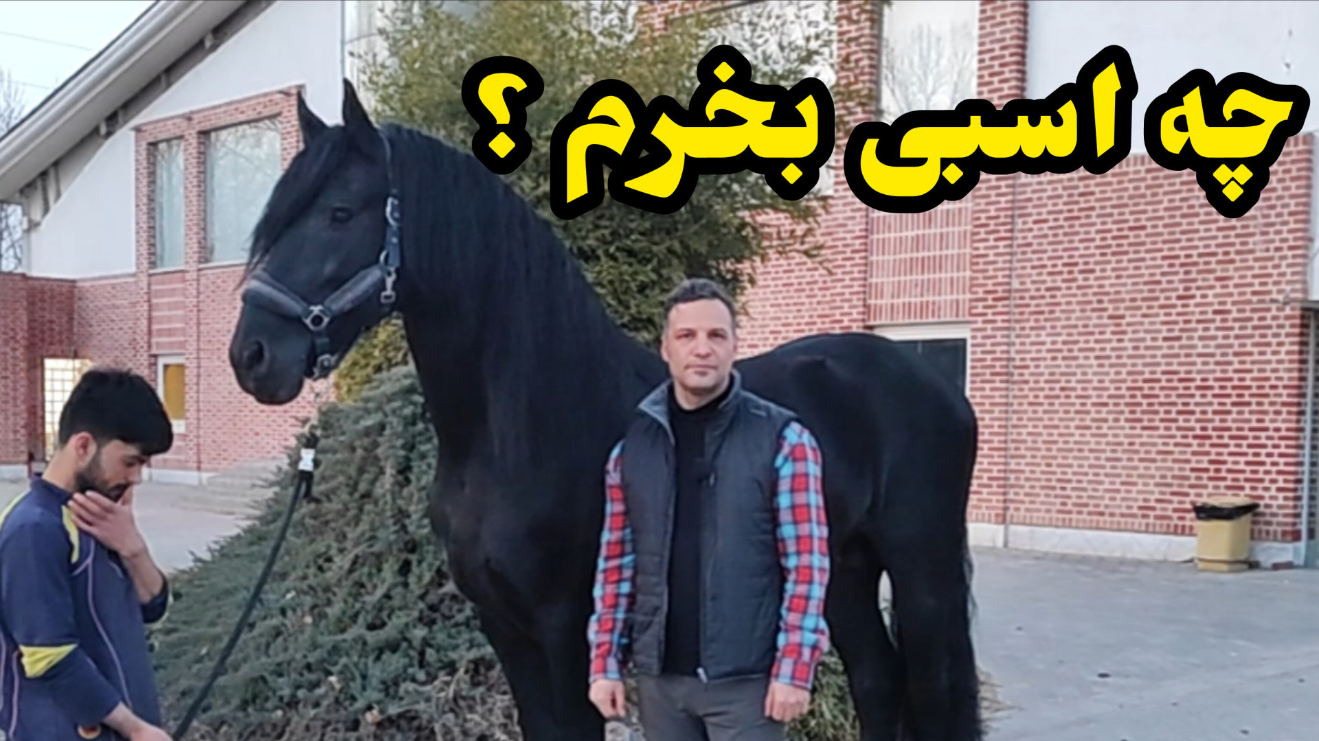 چه اسبی بخرم؟