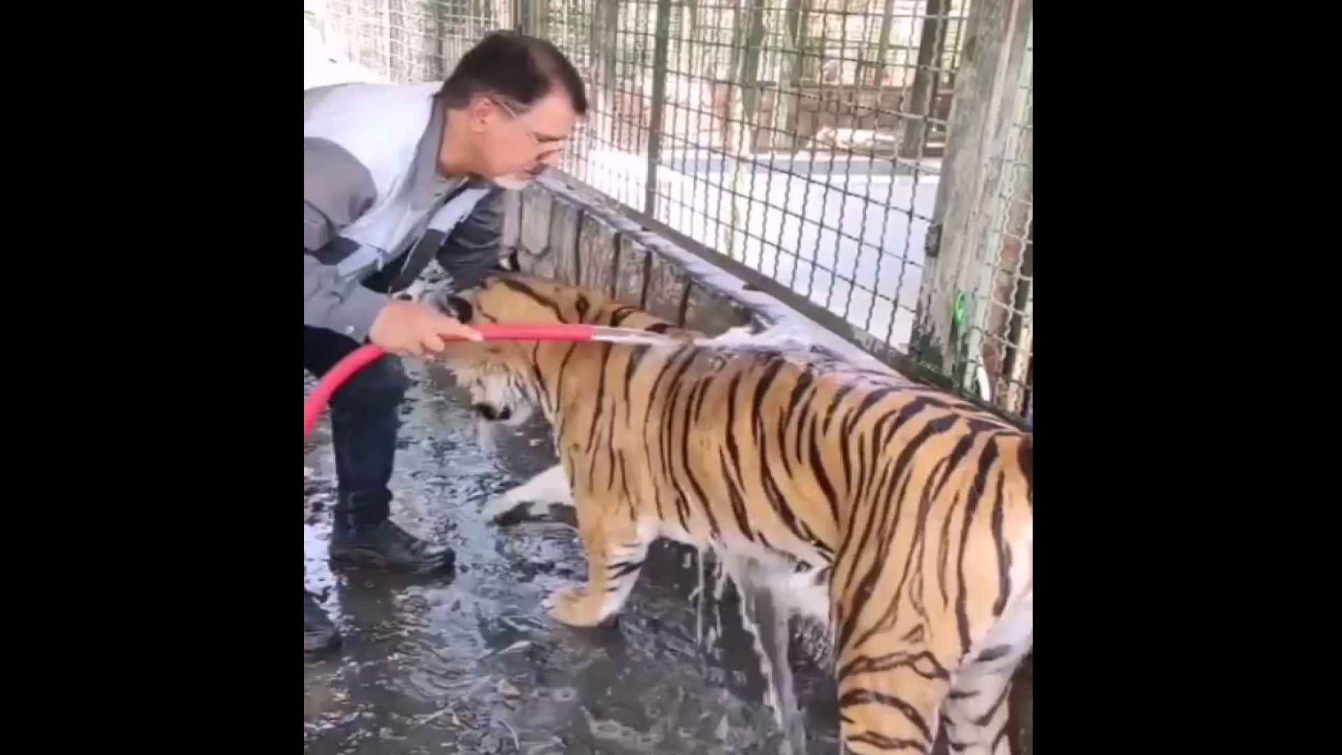 آب تنی ببر باغ وحش وکیل آباد م...