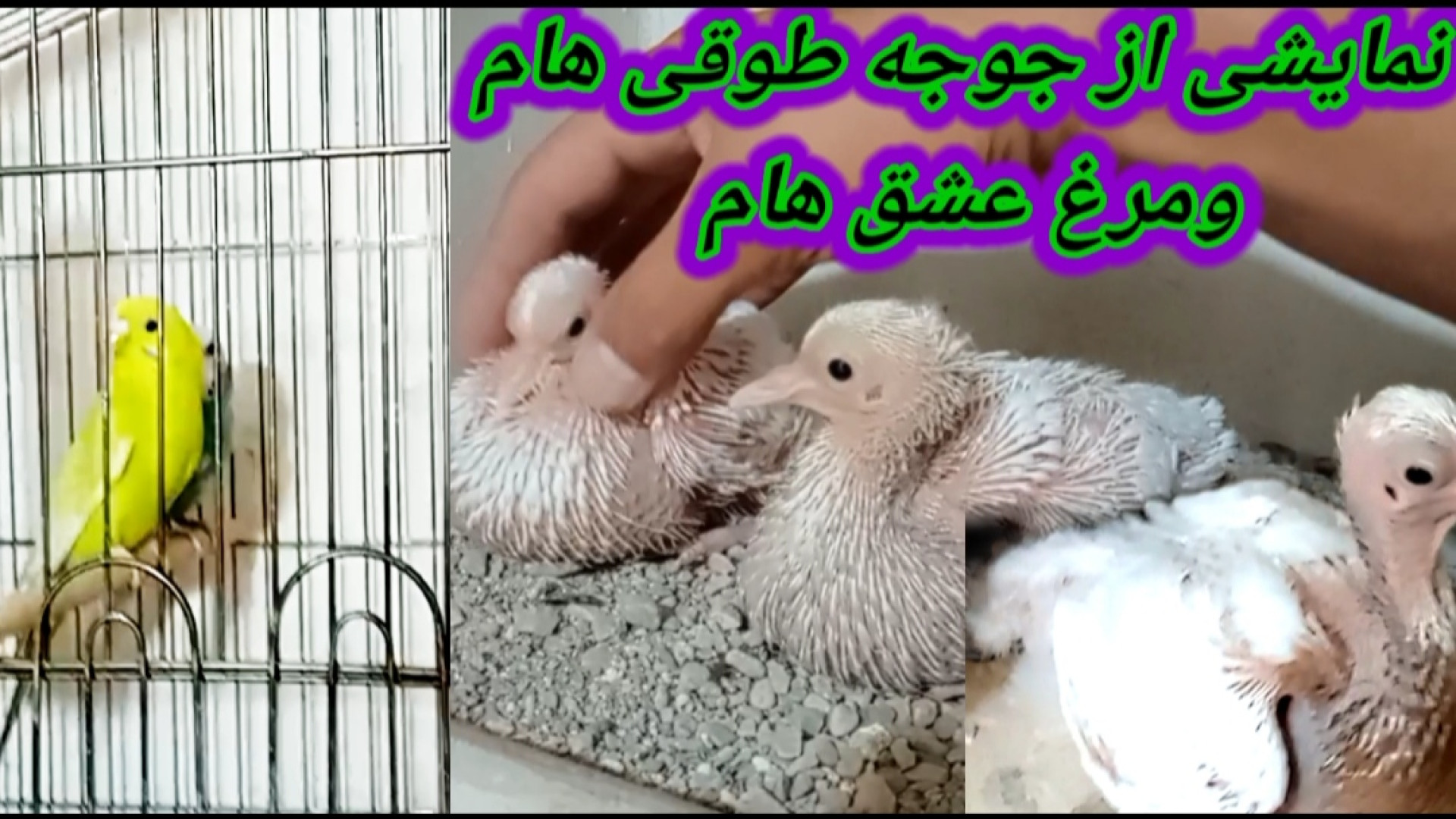 نمایشی از جوجه طوقی هام جا تخم...