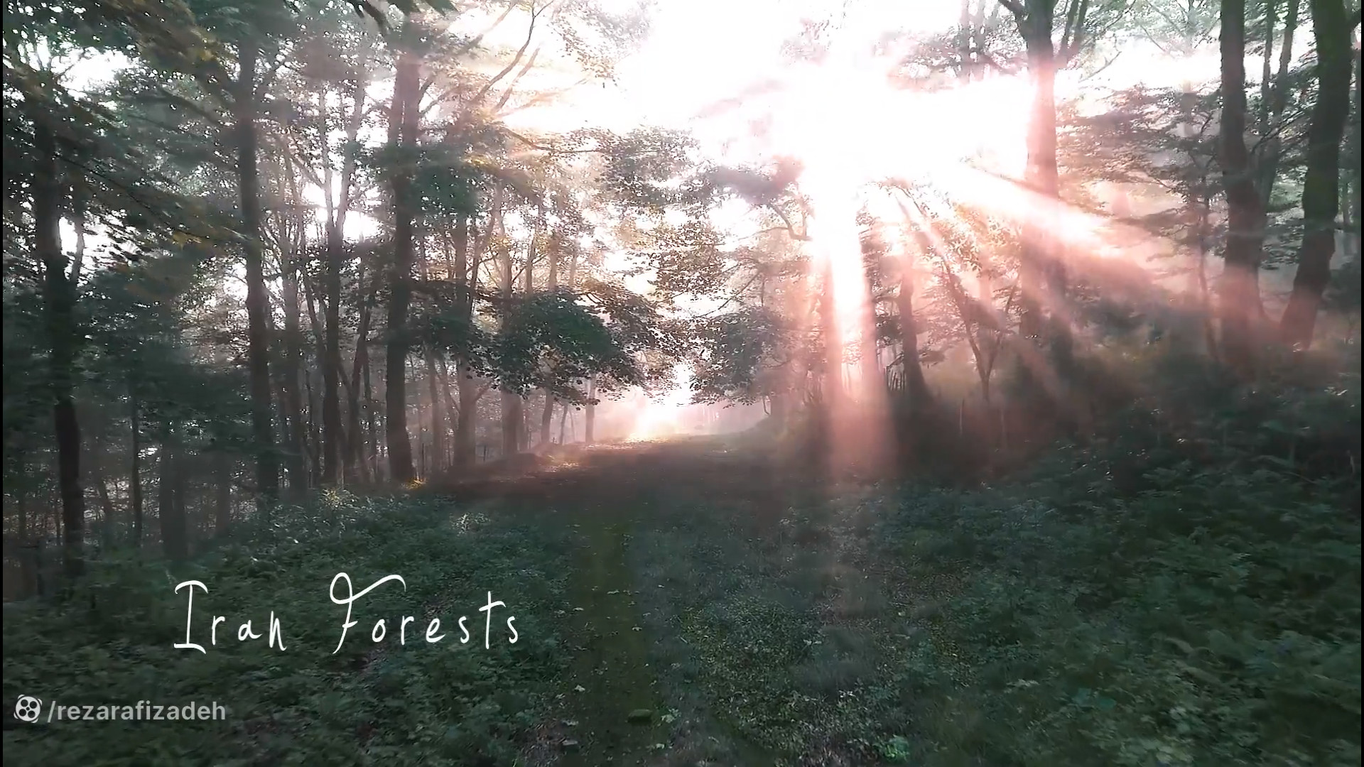 جنگلهای گیلان