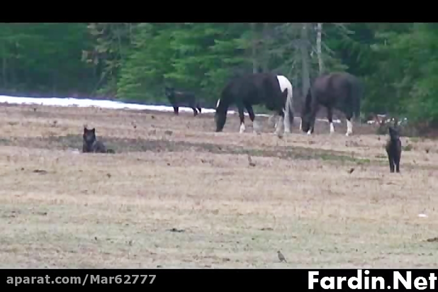 همزیستی گرگ های وحشی با اسب ها...