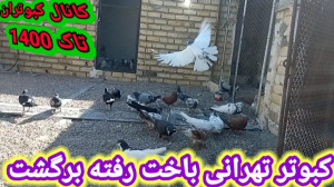 کبوتر تهرانی که باخت رفته بود...