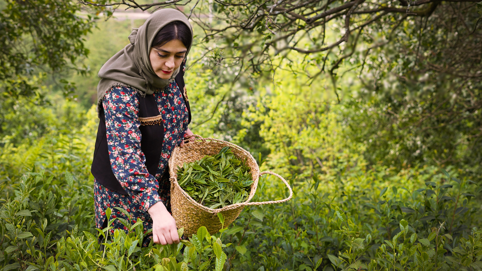 چای دست پیچ | چای خوش رنگ و خو...