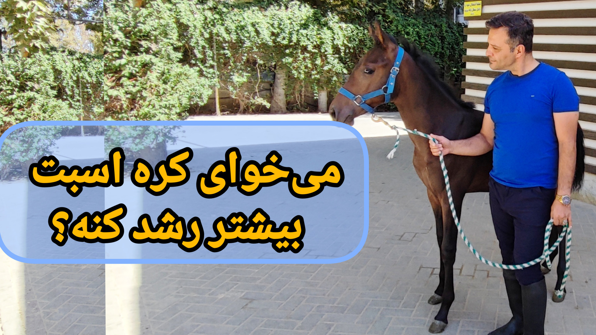 بهترین رشد کره اسب ها