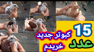 15 تا کبوتر جدید خریدم