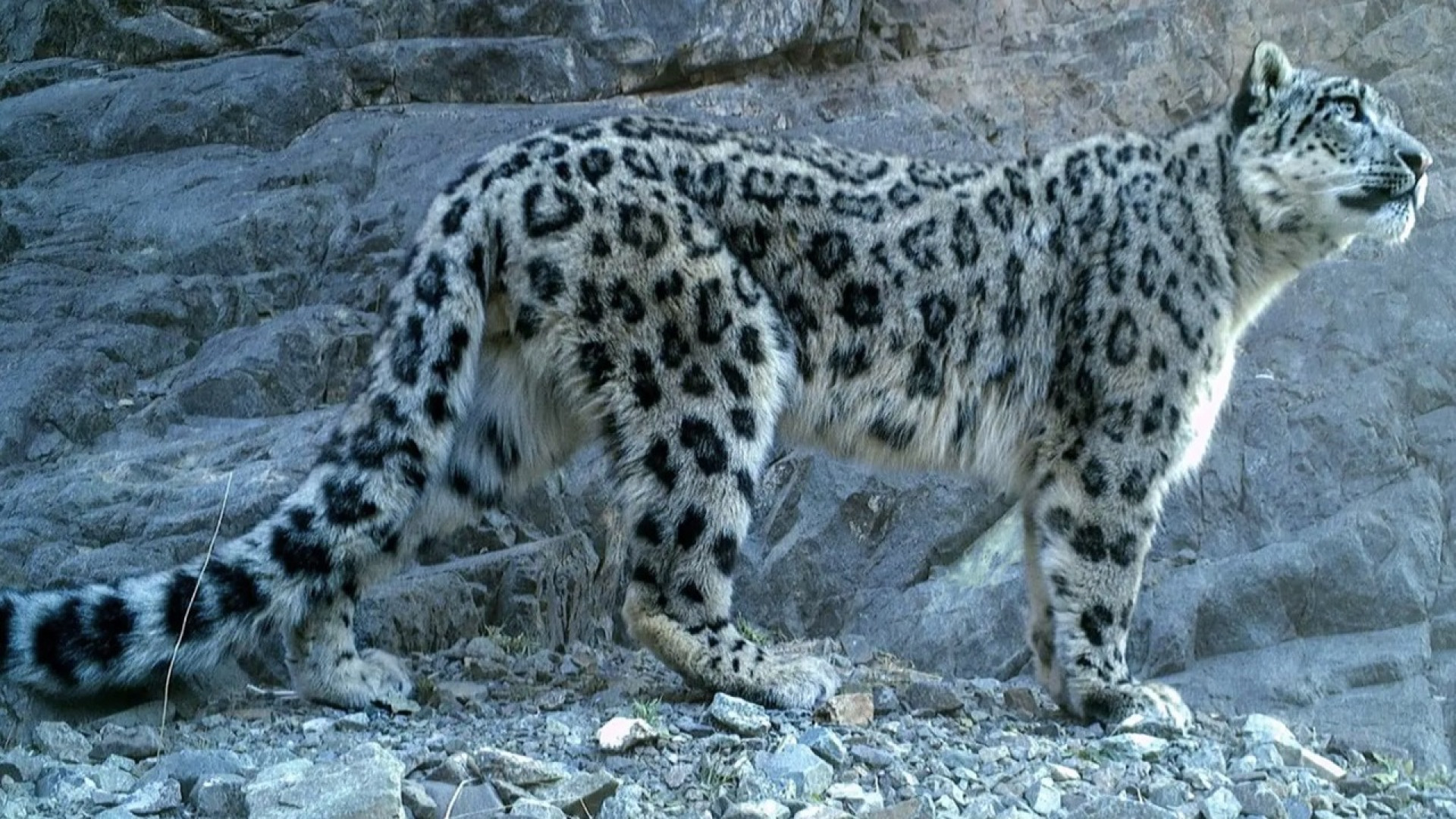 مشاهده یک قلاده پلنگ در تنگه‌‌...