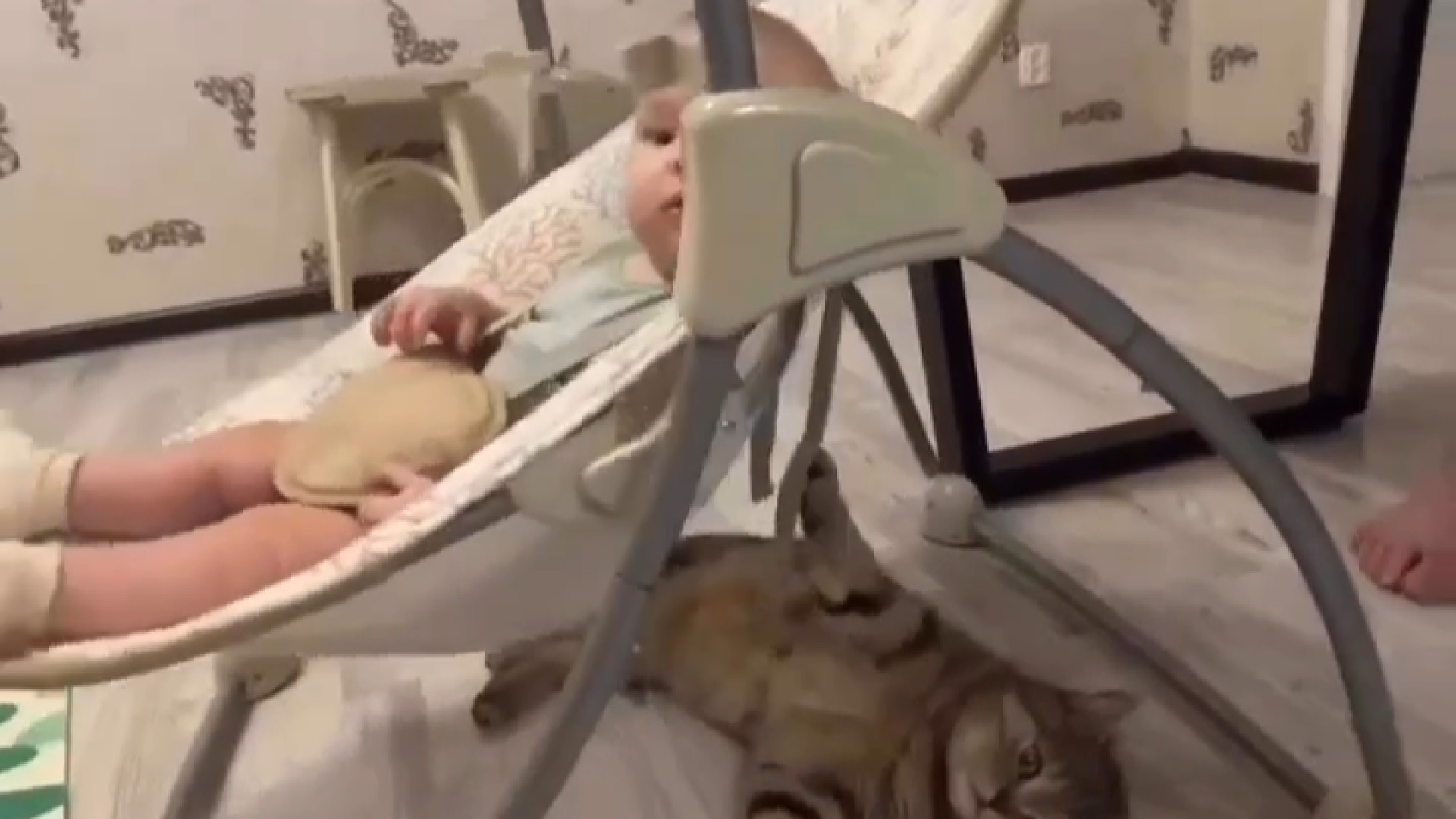 گربه خانگی بامزه که بچه نگه می...