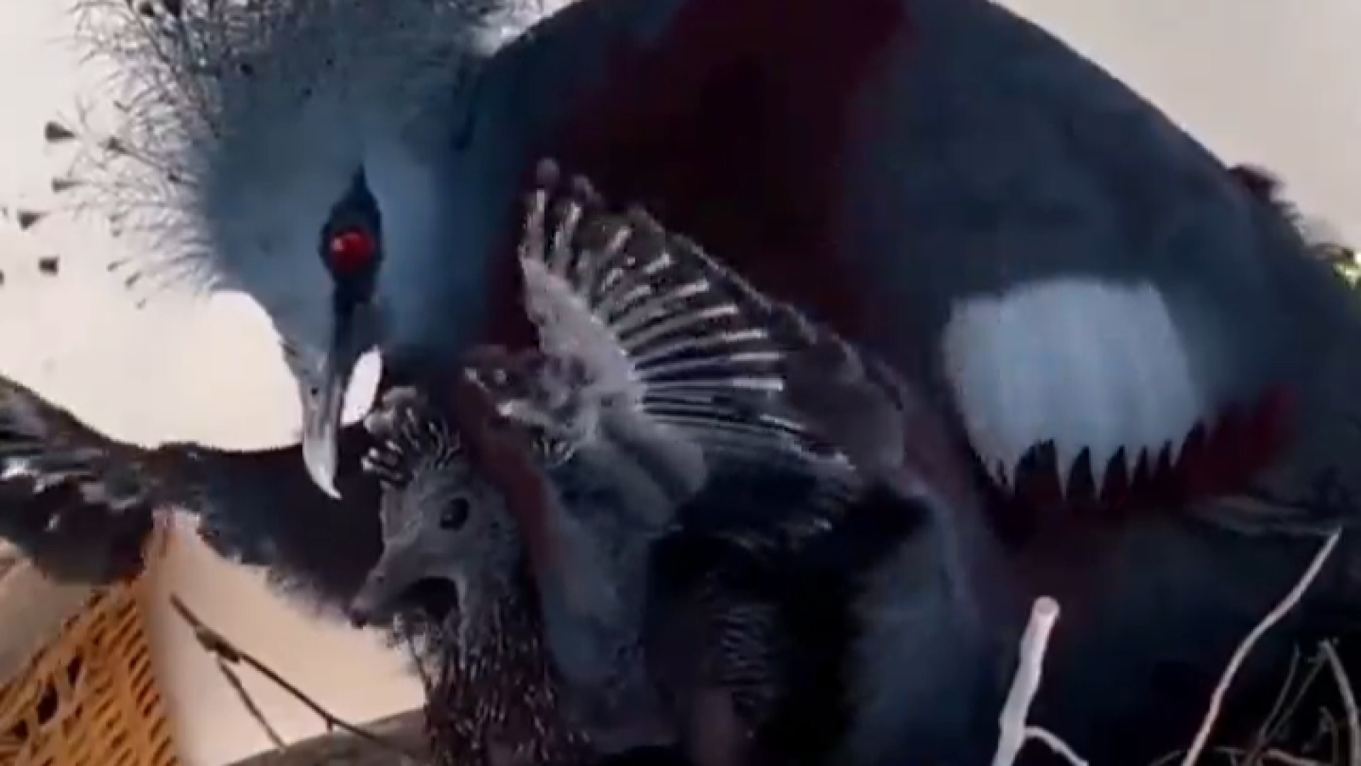 زیباترین کبوتر جهان و جوجه&zwn...