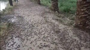 خسارت شدید طوفان به نخلستانها...
