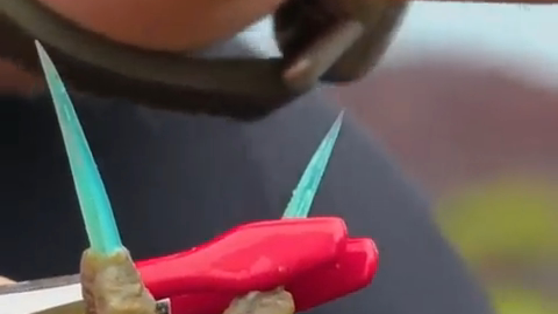 تصاویری از سمی‌ترین ماهی جهان