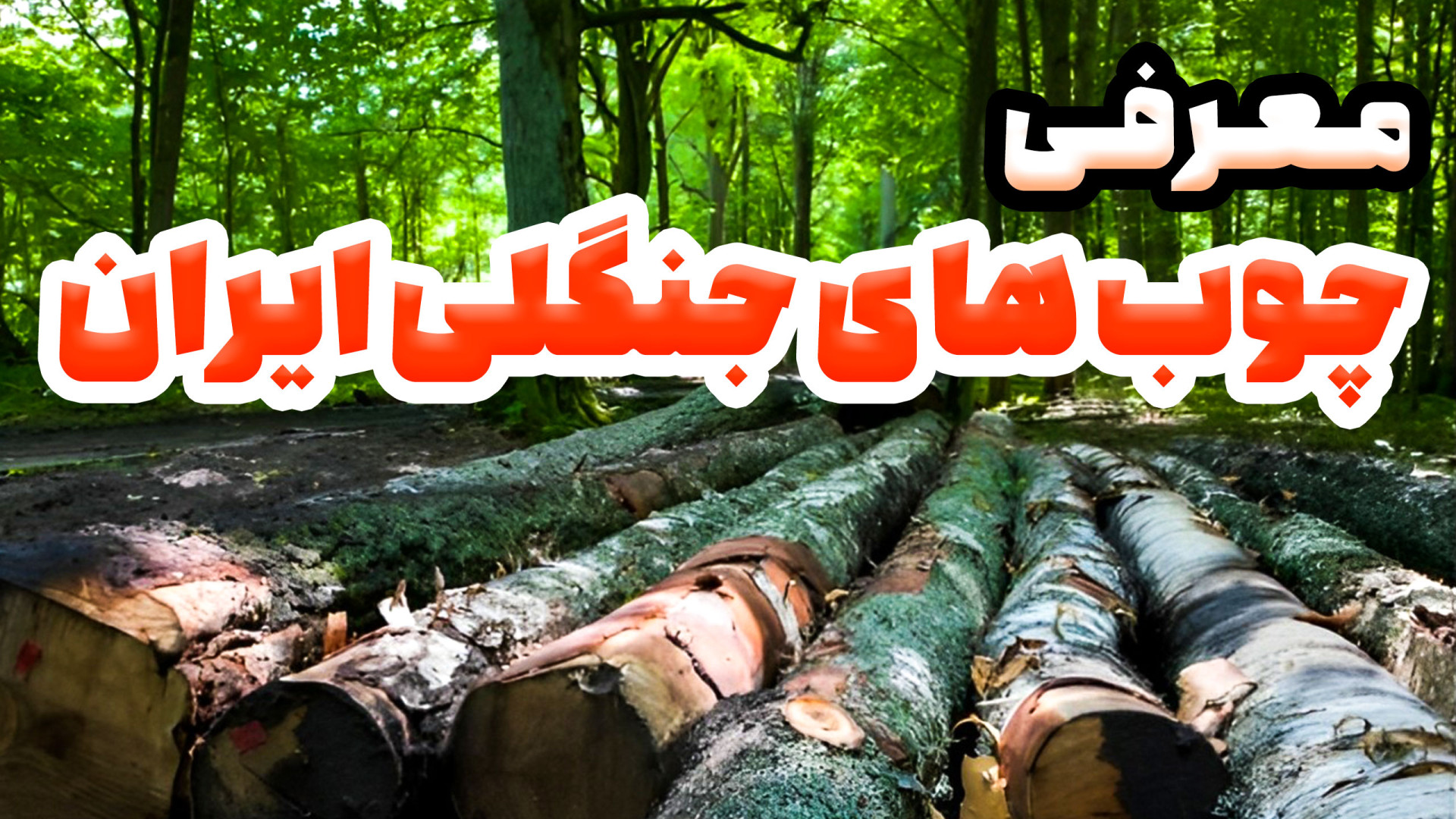 معرفی انواع چوب های بومی ایران...