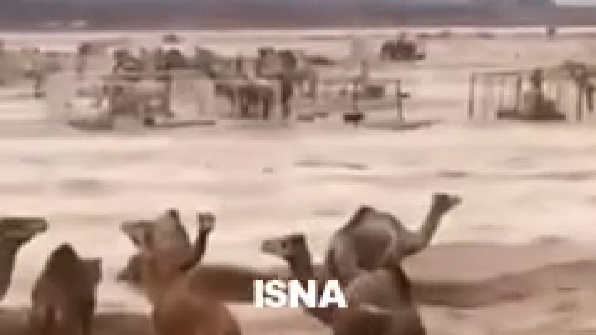 سیل عربستان شتر ها را با خود ب...