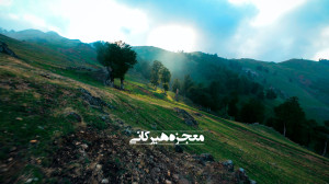 معجزه جنگلهای هیرکانی